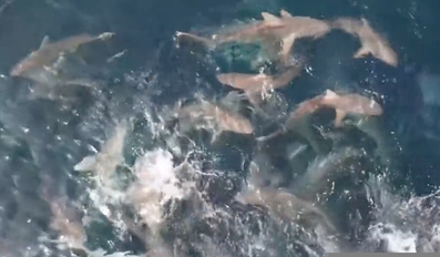 Over 50 Sharks of Diverse Species Unite in Qatars Waters